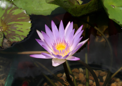 Nymphaea 'Madame Ganna Walska'