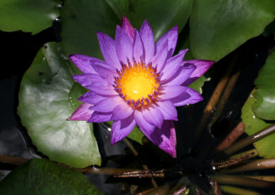 Nymphaea 'Lindsey Woods'