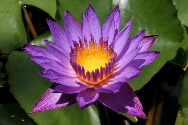 Nymphaea ‘Lindsey Woods’