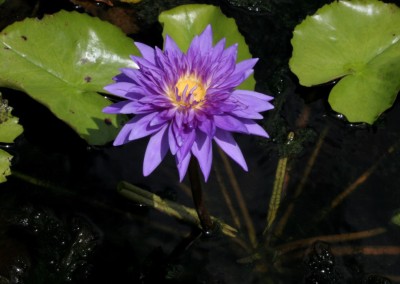 Nymphaea 'King of Siam'