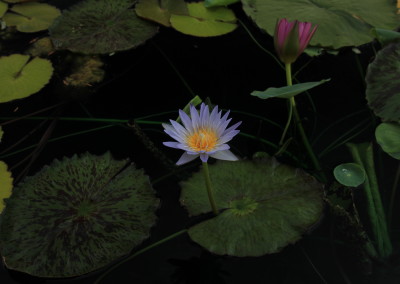 Nymphaea 'Lady Gryphon'