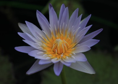 Nymphaea 'Lady Gryphon'