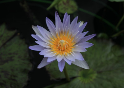 Nymphaea 'Lady Gryphon'