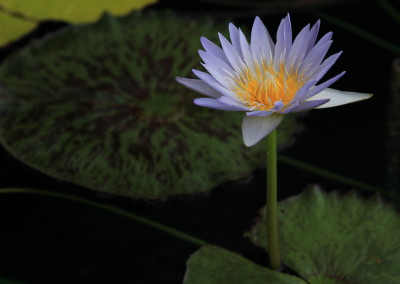 Nymphaea 'Lady Gryphon'