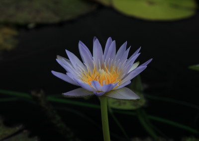 Nymphaea 'Lady Gryphon'