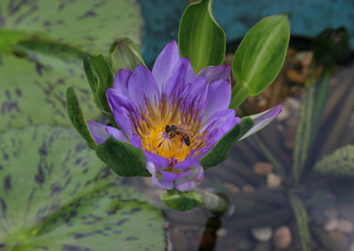 Nymphaea 'Nangkwag' syn (Nymphaea Indian Goddess)