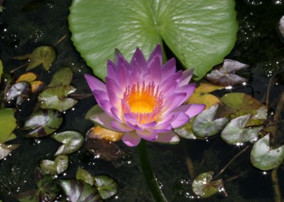 Nymphaea 'Pink Pearl'