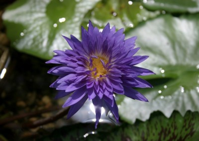 Nymphaea 'King of Siam'