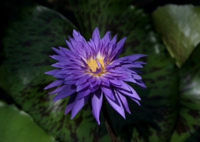 Nymphaea 'King of Siam'