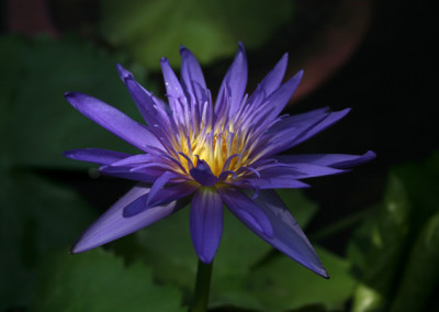 Nymphaea ‘Midnight’