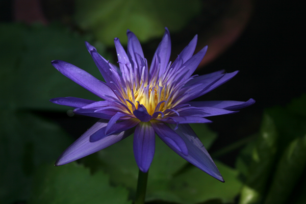 Nymphaea ‘Midnight’