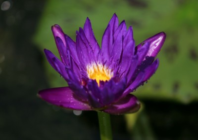 Nymphaea 'Purple Zanzibar'