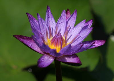 Nymphaea 'Lindsey Woods'