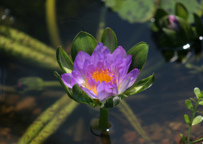 Nymphaea 'Nangkwag' syn (Nymphaea Indian Goddess)