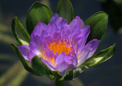 Nymphaea ‘Nangkwag’ syn (Nymphaea Indian Goddess)