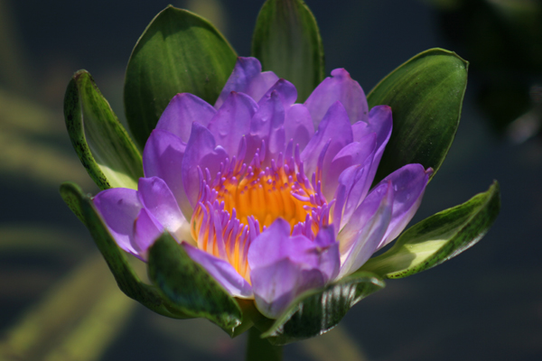 Nymphaea ‘Nangkwag’ syn (Nymphaea Indian Goddess)