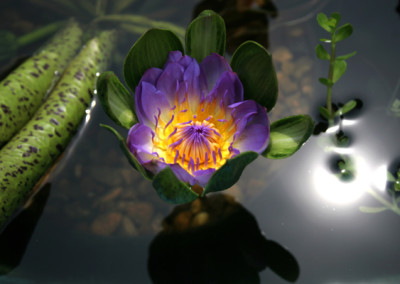 Nymphaea 'Nangkwag' syn (Nymphaea Indian Goddess)