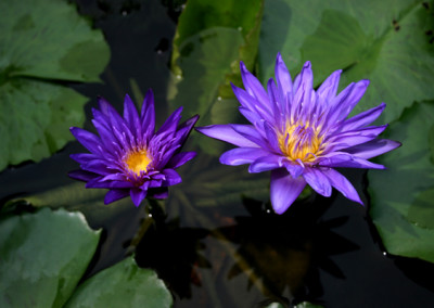 Nymphaea 'Midnight'