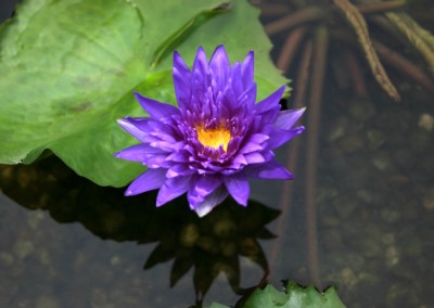 Nymphaea 'King of Siam'