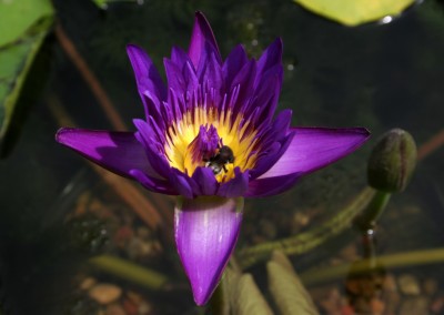 Nymphaea 'Purple Zanzibar'