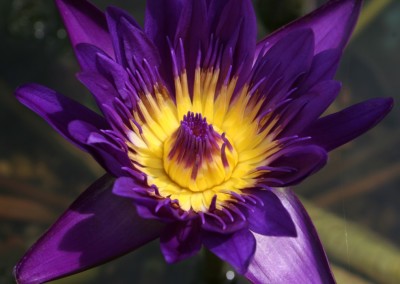 Nymphaea 'Purple Zanzibar'