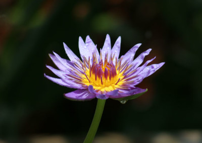 Nymphaea 'Rhonda Kay'