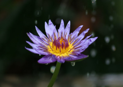 Nymphaea 'Rhonda Kay'