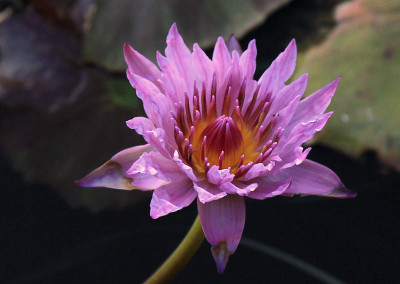 Nymphaea 'Rhapsody in Rose'