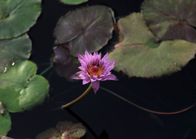 Nymphaea 'Rhapsody in Rose'