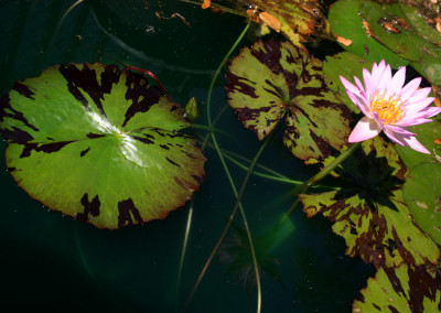 Nymphaea 'Reta Sage'