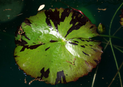 Nymphaea 'Reta Sage'