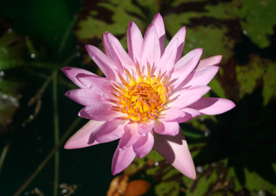 Nymphaea 'Reta Sage'