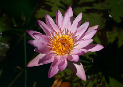 Nymphaea 'Reta Sage'