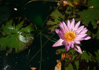 Nymphaea 'Reta Sage'