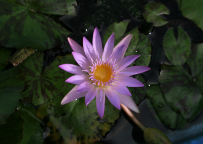 Nymphaea 'Madame Ganna Walska'