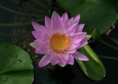 Nymphaea 'Pink Pearl'