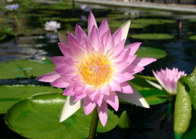 Nymphaea 'Pink Pearl'