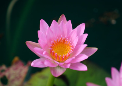 Nymphaea 'Reta Sage'