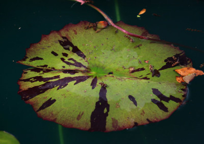 Nymphaea 'Reta Sage'