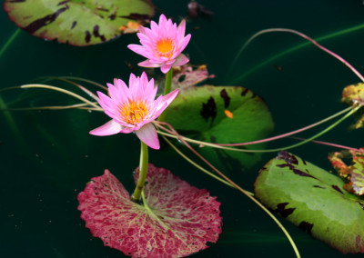 Nymphaea 'Reta Sage'