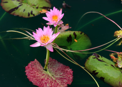 Nymphaea 'Reta Sage'