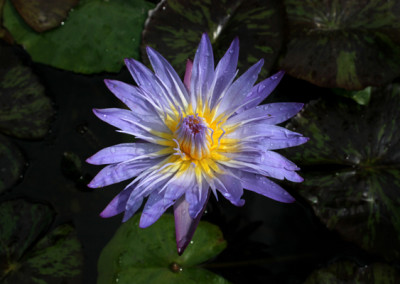 Nymphaea 'Star of Siam'