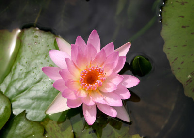 Nymphaea 'Peach Blow'