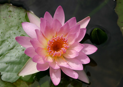 Nymphaea ‘Peach Blow’