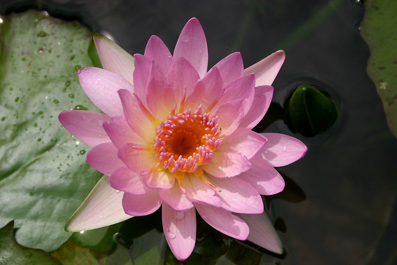 Nymphaea ‘Peach Blow’