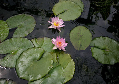 Nymphaea 'Peach Blow'