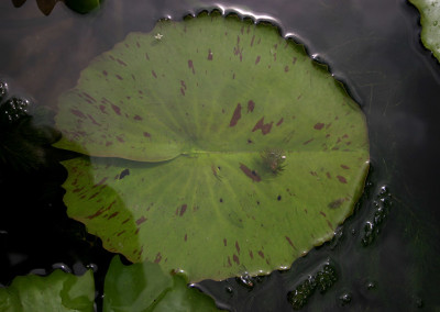 Nymphaea 'Peach Blow'