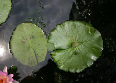 Nymphaea 'Peach Blow'