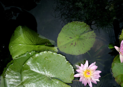 Nymphaea 'Peach Blow'