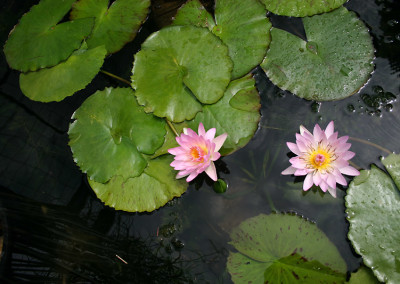 Nymphaea 'Peach Blow'